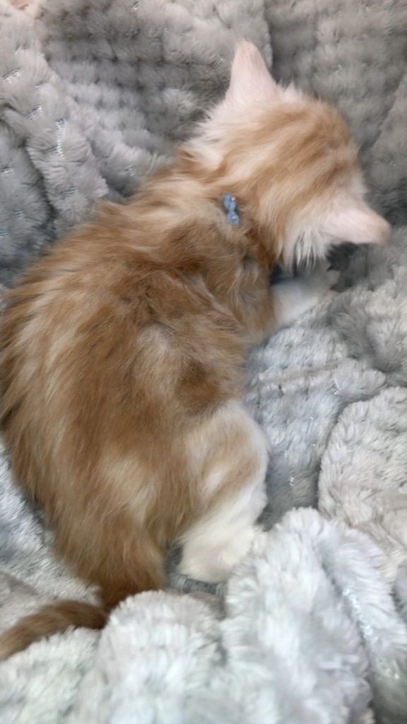 エキゾチックショートヘア　オモチ　きいろちゃん