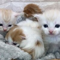 画像4706：エキゾチックショートヘア<br>　オモチ　きいろちゃん