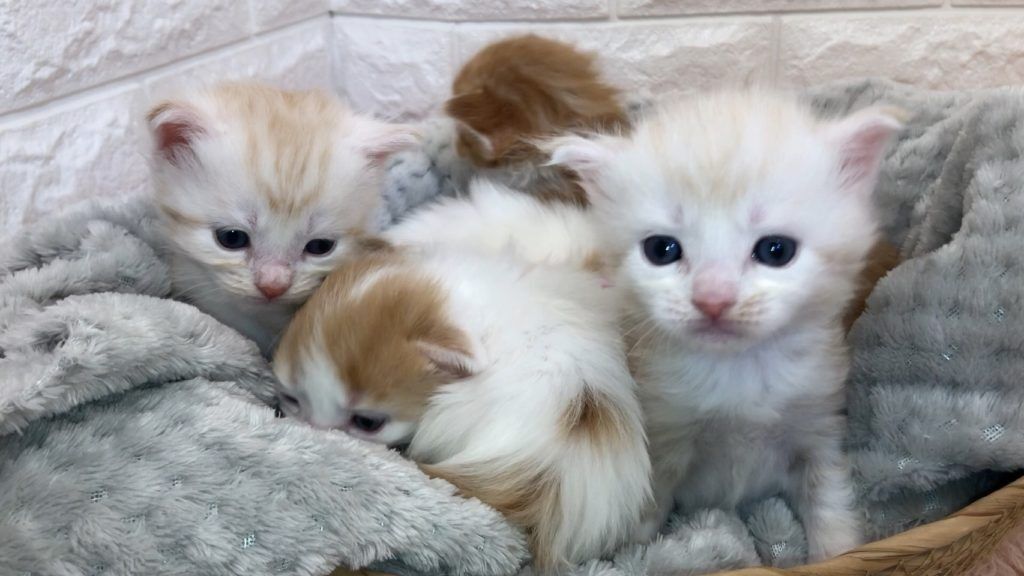 エキゾチックショートヘア　オモチ　きいろちゃん