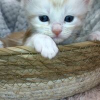 画像4707：エキゾチックショートヘア<br>　オモチ　きいろちゃん