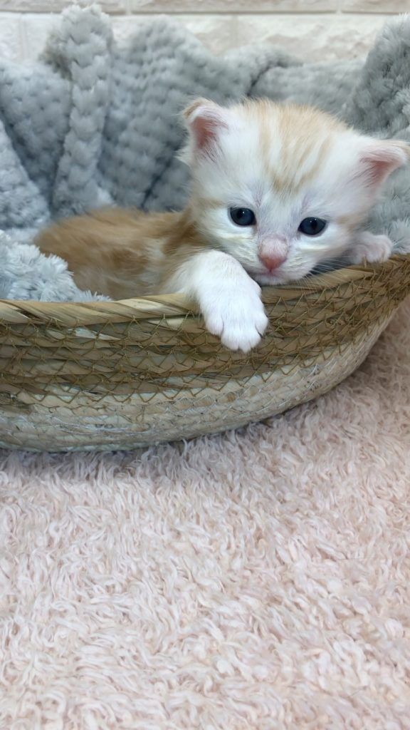 エキゾチックショートヘア　オモチ　きいろちゃん