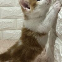 画像4986：エキゾチックショートヘア<br>　オモチ　きいろちゃん