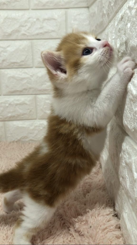 エキゾチックショートヘア　オモチ　きいろちゃん