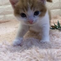 画像4987：エキゾチックショートヘア<br>　オモチ　きいろちゃん