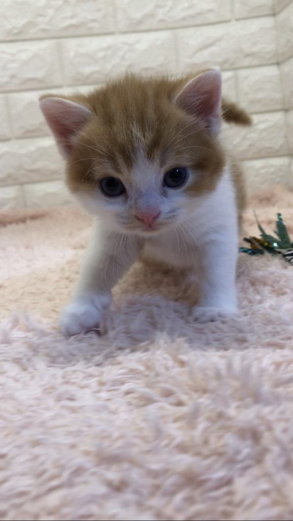 エキゾチックショートヘア　オモチ　きいろちゃん