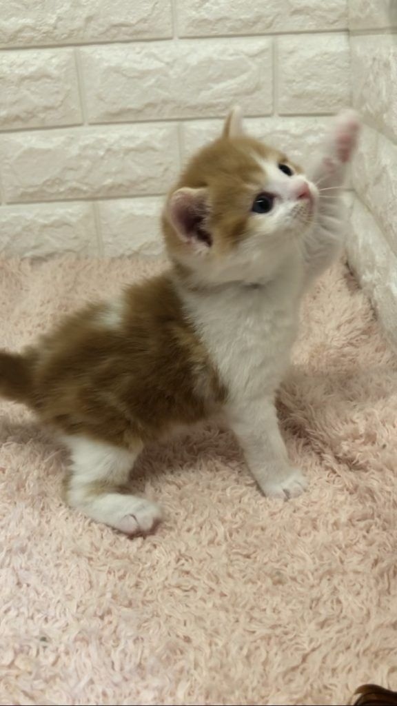 エキゾチックショートヘア　オモチ　きいろちゃん