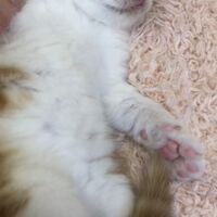 画像4989：エキゾチックショートヘア<br>　オモチ　きいろちゃん