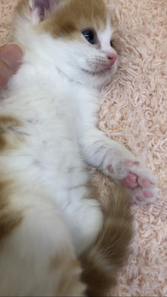 エキゾチックショートヘア　オモチ　きいろちゃん