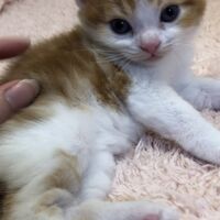 画像4990：エキゾチックショートヘア<br>　オモチ　きいろちゃん
