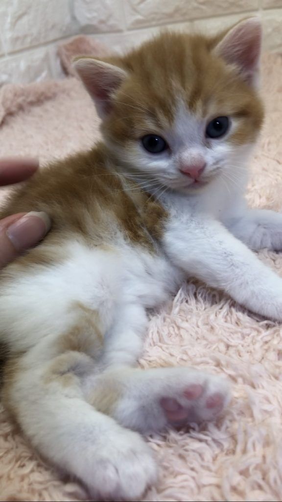 エキゾチックショートヘア　オモチ　きいろちゃん