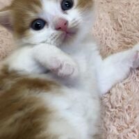 画像4991：エキゾチックショートヘア<br>　オモチ　きいろちゃん