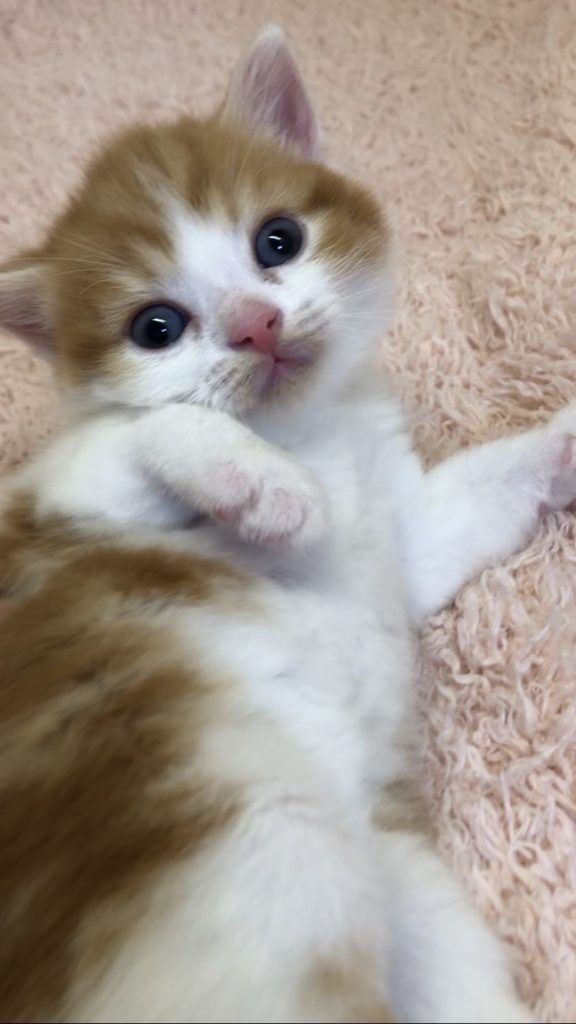エキゾチックショートヘア　オモチ　きいろちゃん