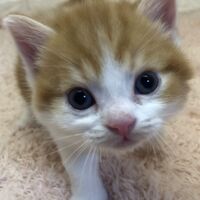 画像4992：エキゾチックショートヘア<br>　オモチ　きいろちゃん