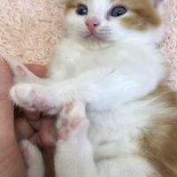 画像4993：エキゾチックショートヘア<br>　オモチ　きいろちゃん