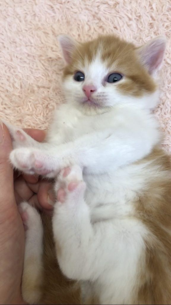 エキゾチックショートヘア　オモチ　きいろちゃん