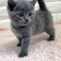 画像5010：エキゾチックショートヘア<br>　オモチ　きいろちゃん