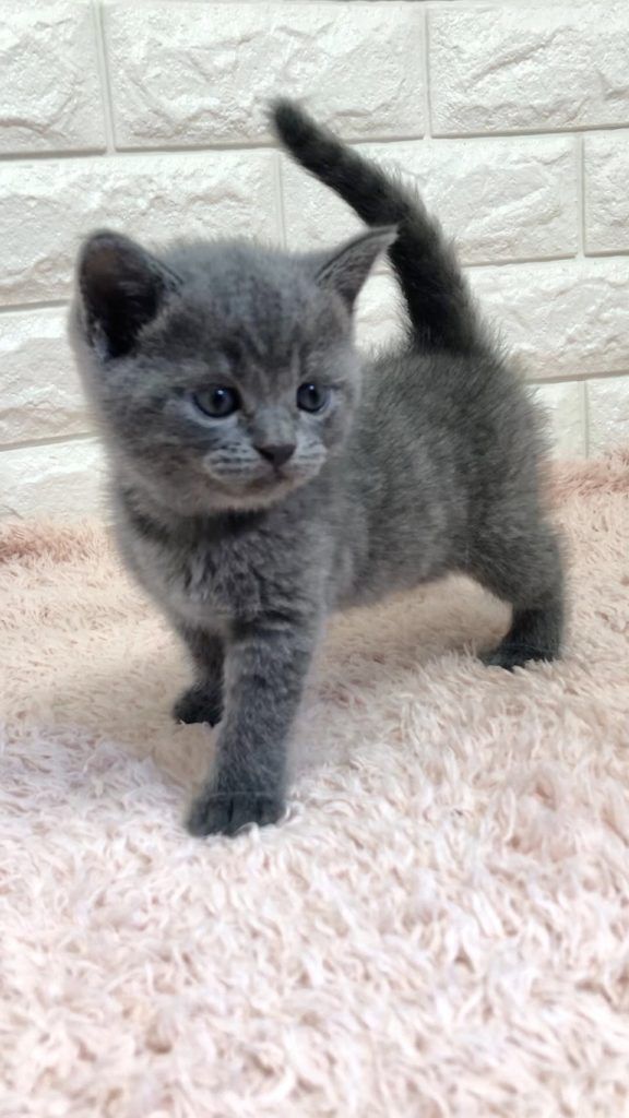 エキゾチックショートヘア　オモチ　きいろちゃん