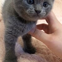 画像5011：エキゾチックショートヘア<br>　オモチ　きいろちゃん