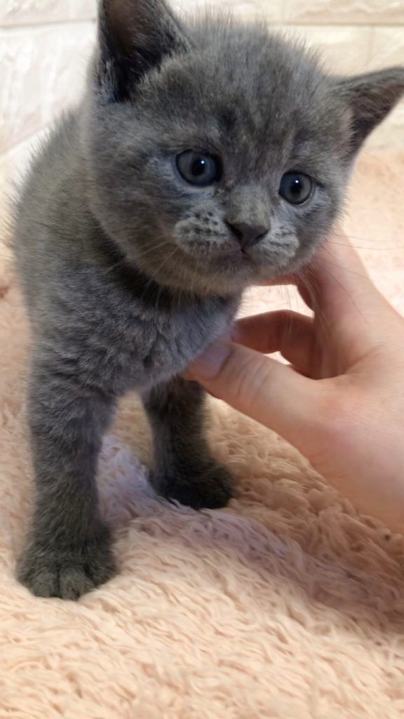エキゾチックショートヘア　オモチ　きいろちゃん