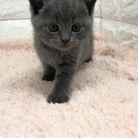画像5012：エキゾチックショートヘア<br>　オモチ　きいろちゃん