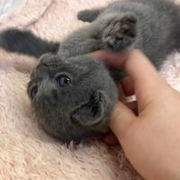 画像5013：エキゾチックショートヘア<br>　オモチ　きいろちゃん