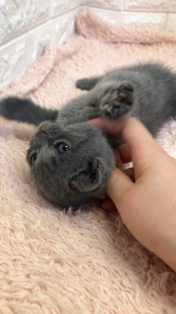 エキゾチックショートヘア　オモチ　きいろちゃん
