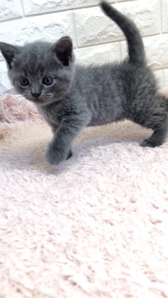 エキゾチックショートヘア　オモチ　きいろちゃん