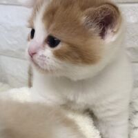 画像5190：エキゾチックショートヘア<br>　オモチ　きいろちゃん