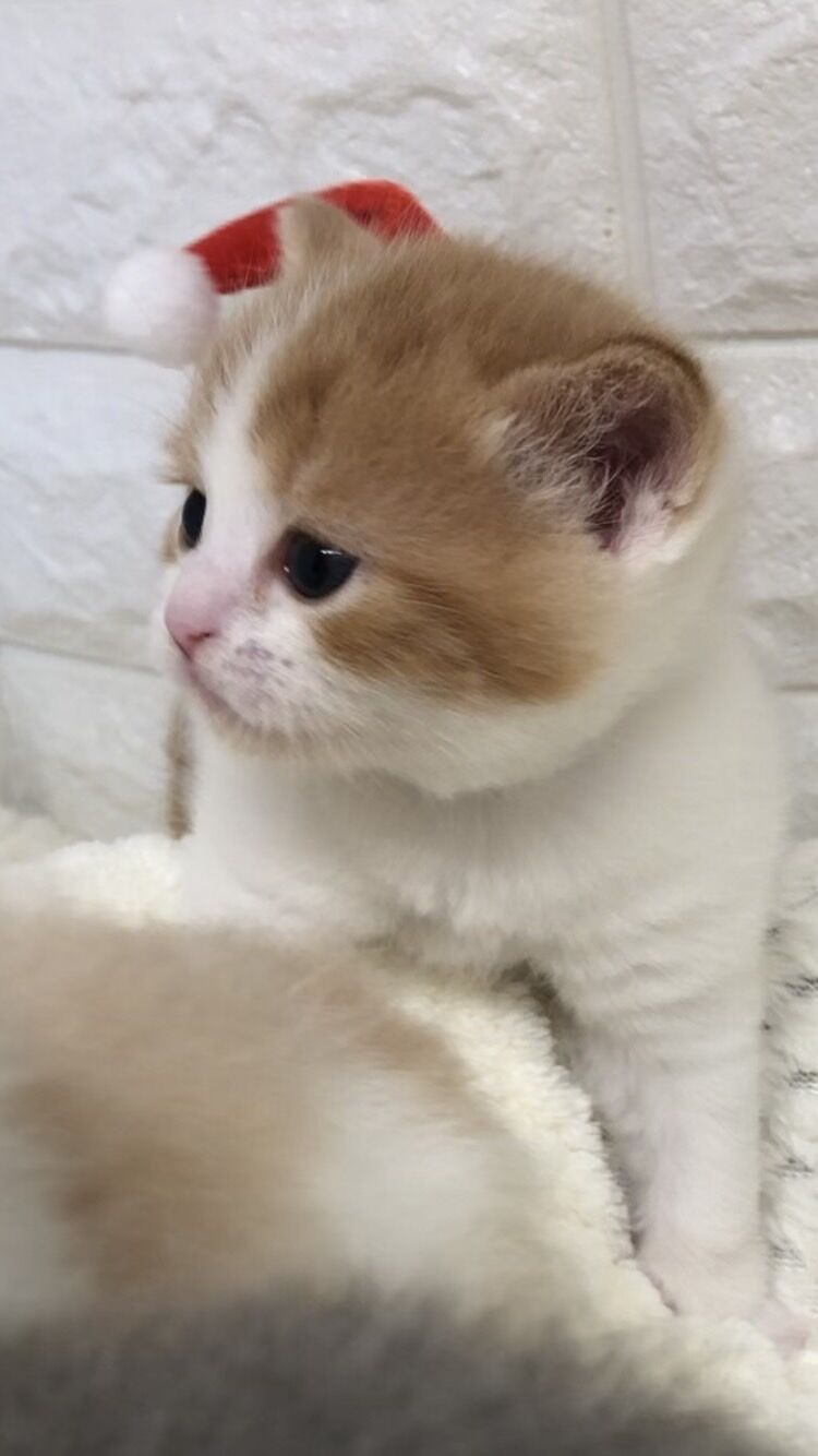 エキゾチックショートヘア　オモチ　きいろちゃん