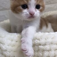 画像5191：エキゾチックショートヘア<br>　オモチ　きいろちゃん