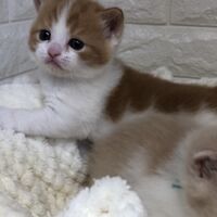 画像5192：エキゾチックショートヘア<br>　オモチ　きいろちゃん