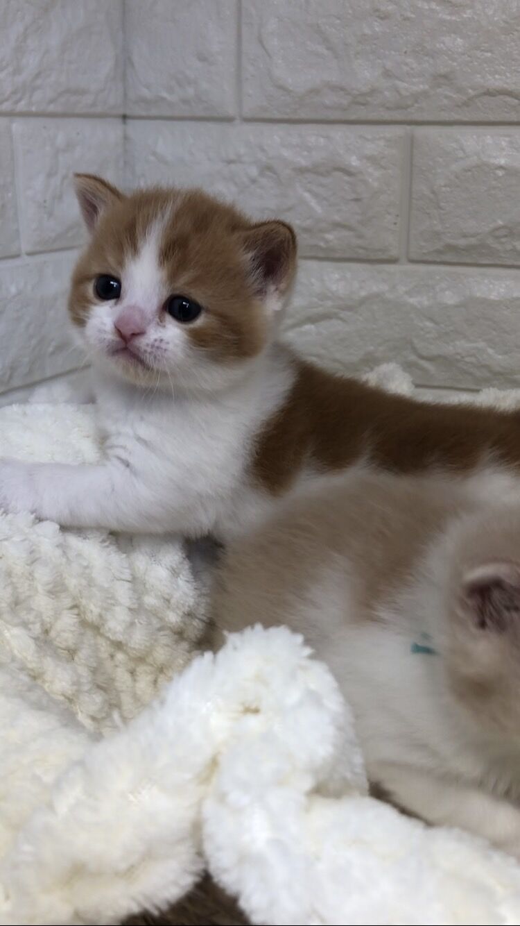 エキゾチックショートヘア　オモチ　きいろちゃん