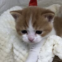 画像5193：エキゾチックショートヘア<br>　オモチ　きいろちゃん
