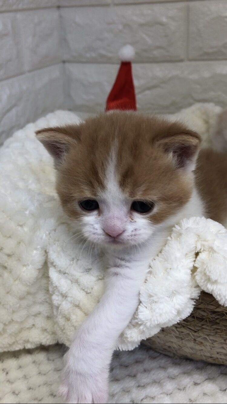 エキゾチックショートヘア　オモチ　きいろちゃん