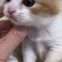 画像5194：エキゾチックショートヘア<br>　オモチ　きいろちゃん