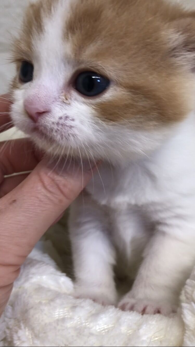 エキゾチックショートヘア　オモチ　きいろちゃん