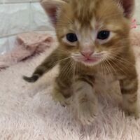 画像5387：エキゾチックショートヘア<br>　オモチ　きいろちゃん