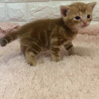 画像5388：エキゾチックショートヘア<br>　オモチ　きいろちゃん