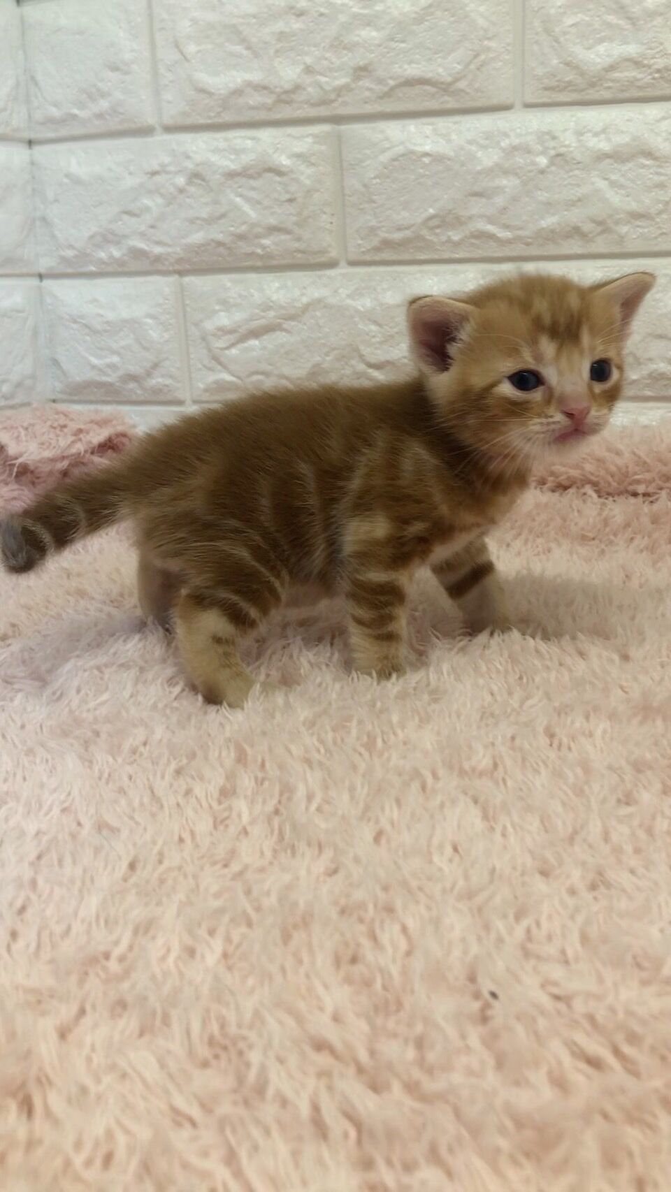 エキゾチックショートヘア　オモチ　きいろちゃん