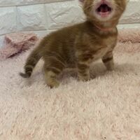画像5389：エキゾチックショートヘア<br>　オモチ　きいろちゃん