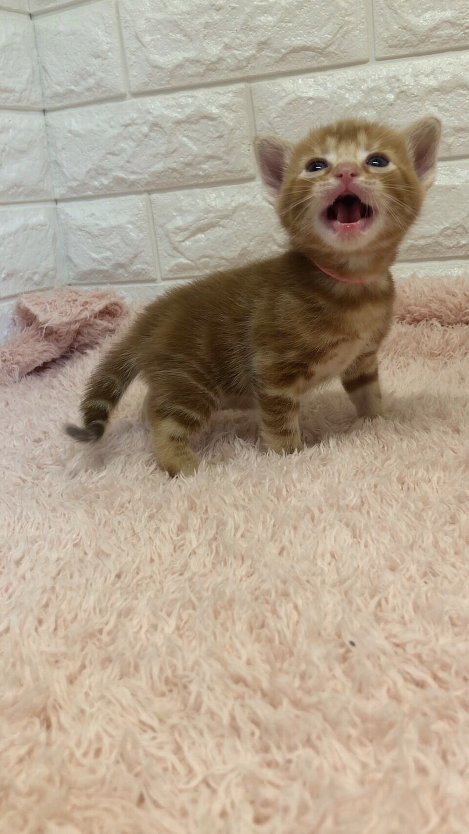 エキゾチックショートヘア　オモチ　きいろちゃん