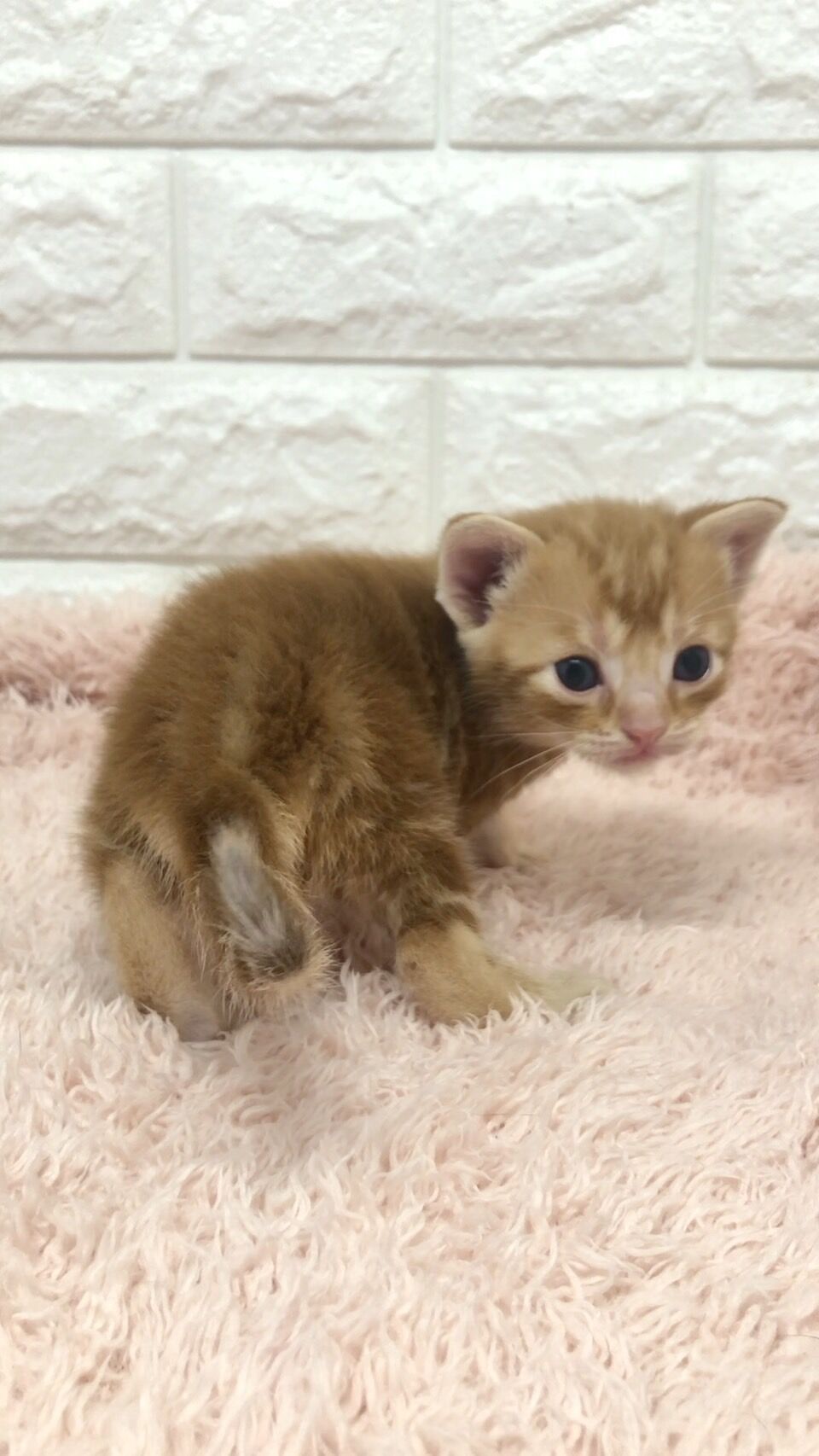 エキゾチックショートヘア　オモチ　きいろちゃん