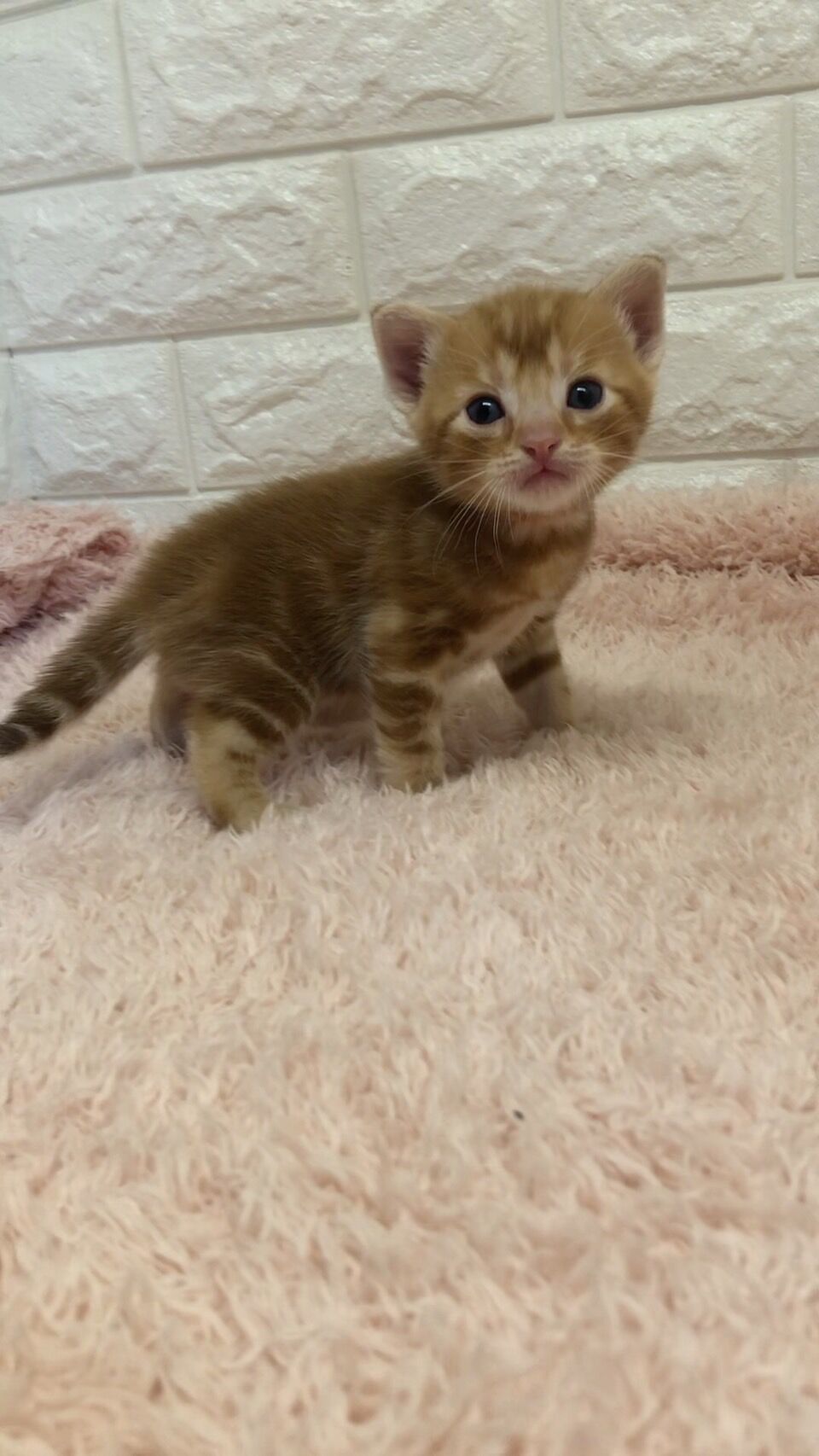 エキゾチックショートヘア　オモチ　きいろちゃん