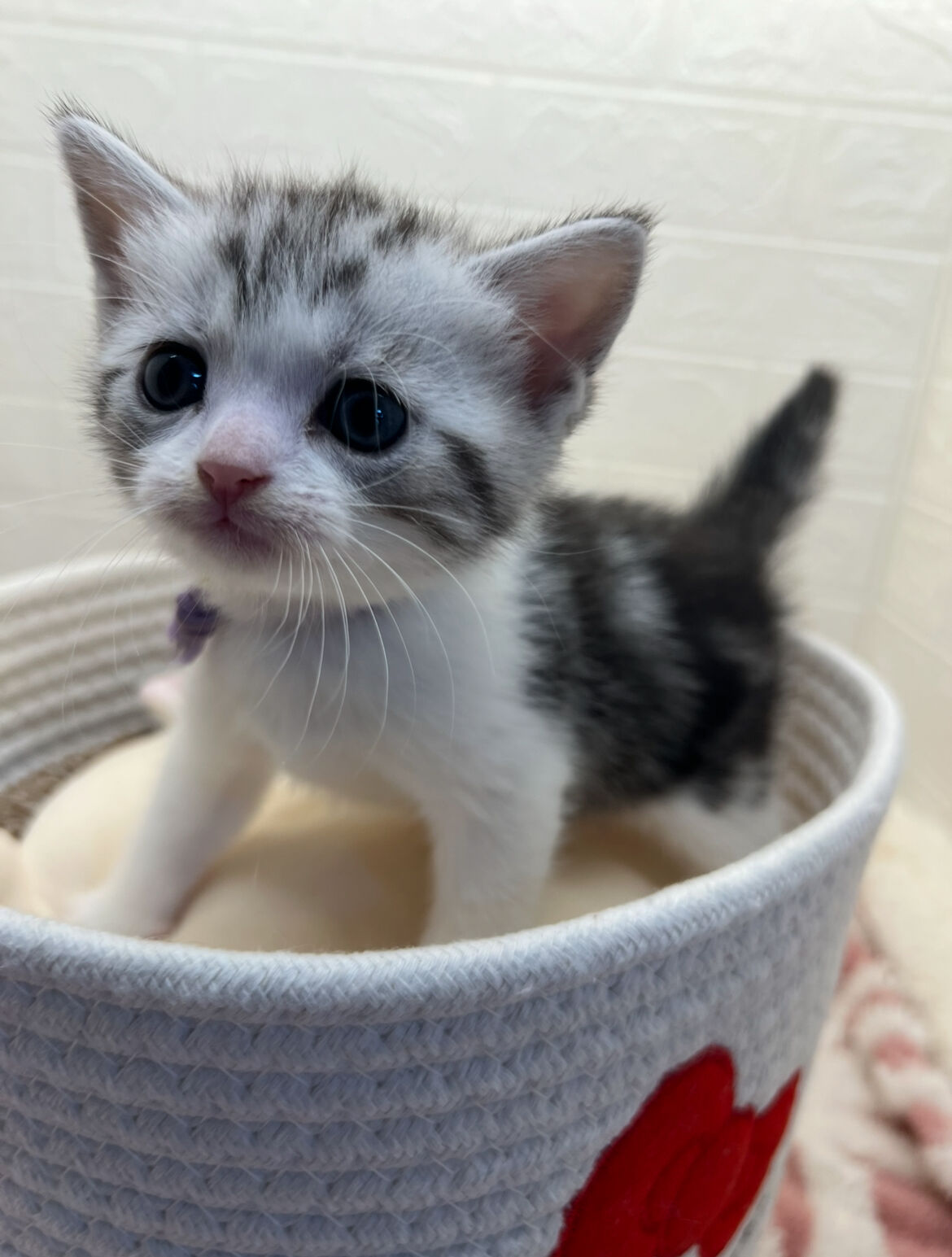 エキゾチックショートヘア　オモチ　きいろちゃん