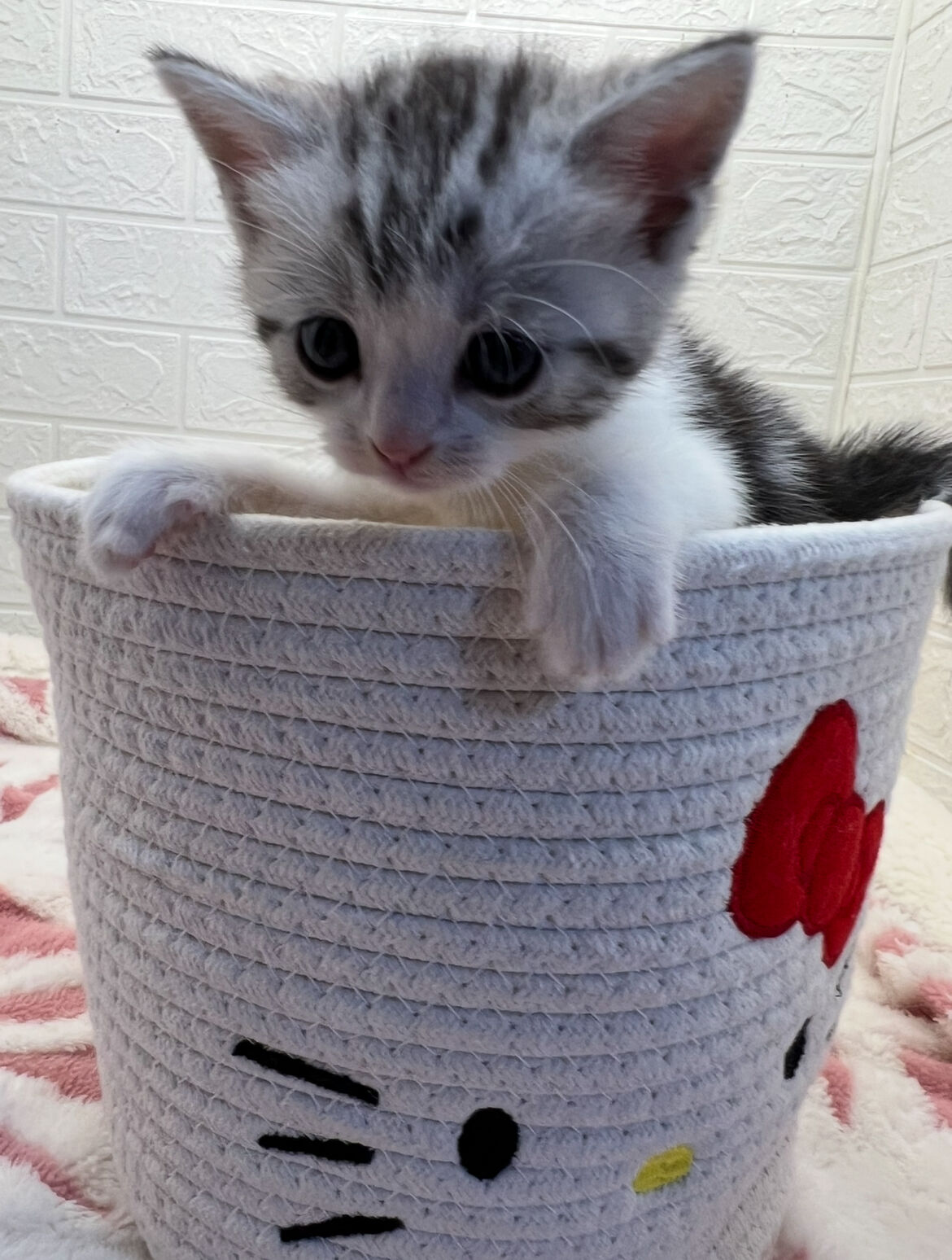 エキゾチックショートヘア　オモチ　きいろちゃん