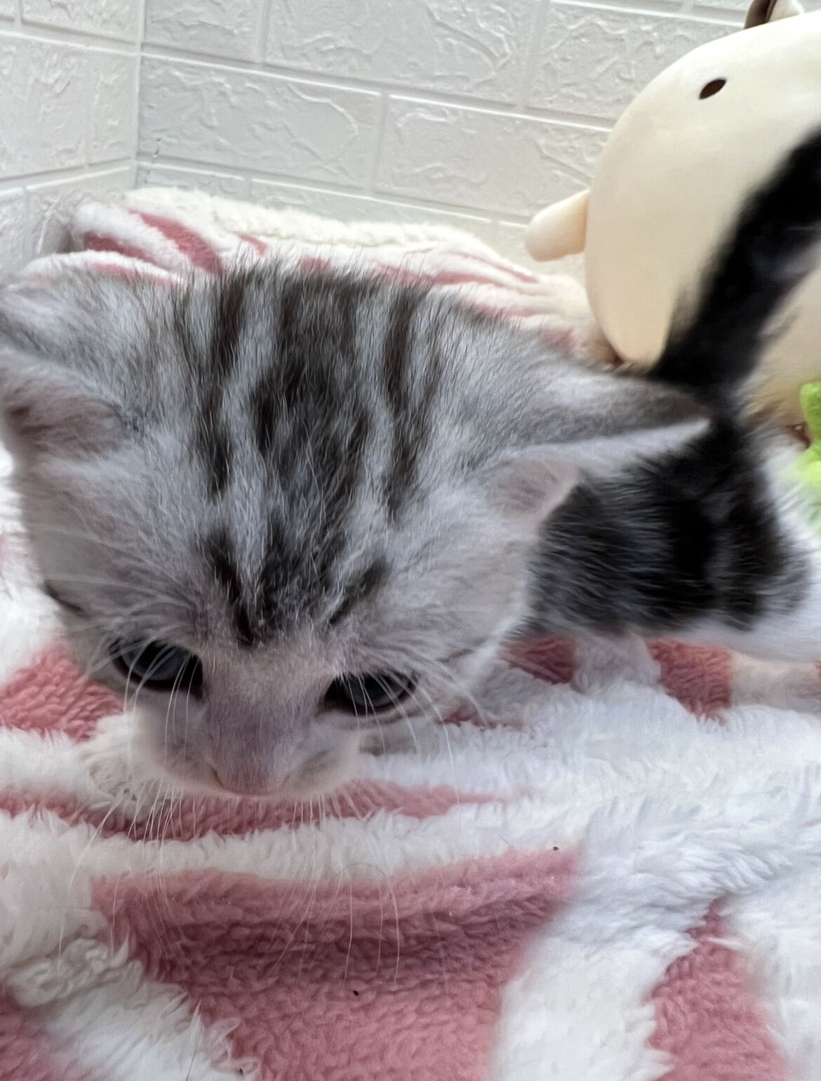 エキゾチックショートヘア　オモチ　きいろちゃん