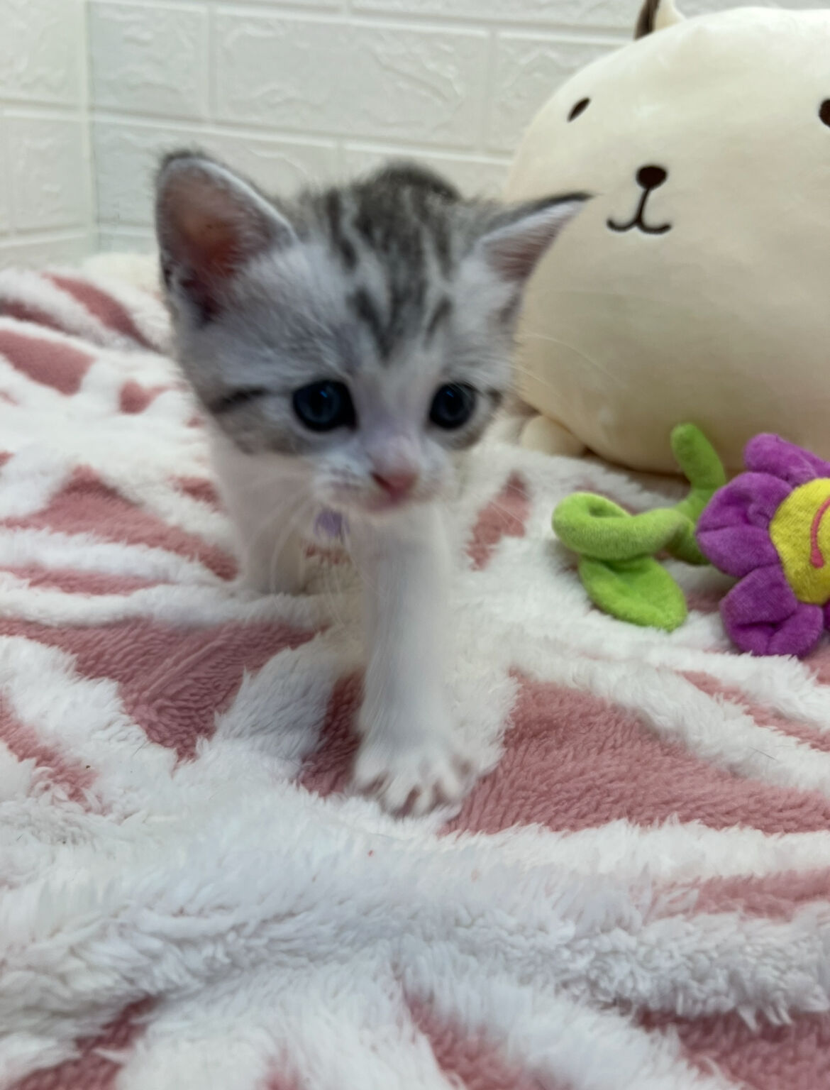 エキゾチックショートヘア　オモチ　きいろちゃん