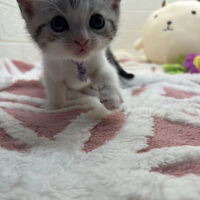 画像6884：エキゾチックショートヘア<br>　オモチ　きいろちゃん