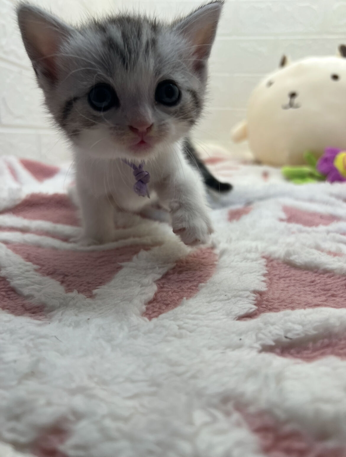 エキゾチックショートヘア　オモチ　きいろちゃん