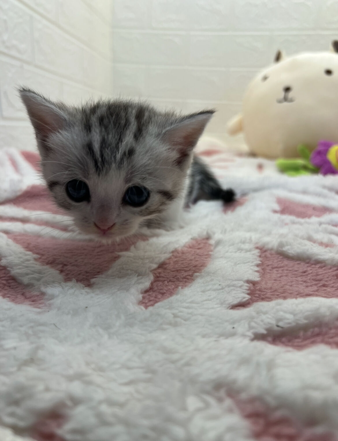 エキゾチックショートヘア　オモチ　きいろちゃん